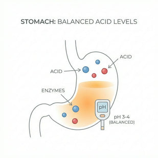 Restore Stomach Acid Balance